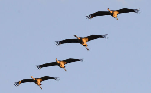 Low angle view of birds flying against sky