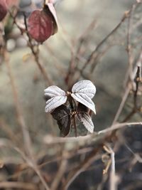 Close-up of dried plant on snow covered land