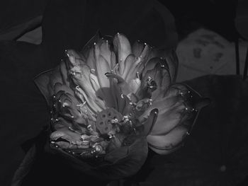 Close-up of flower blooming outdoors