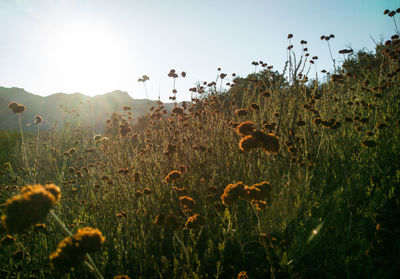 Close-up of flowers in field