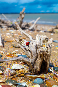 Driftwood on sand and pebble beach low level close up view with red ladybird beetle in foreground