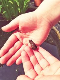 Close-up of hand holding leaf