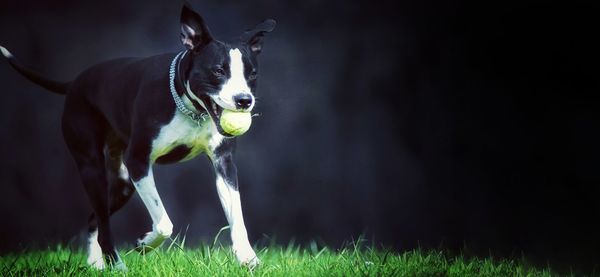 Dog playing with ball on grassy field