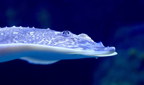 Close-up of fish in aquarium