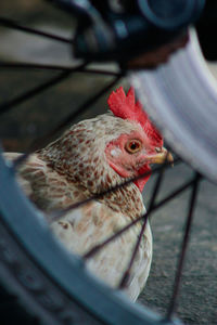 Close-up of a bird