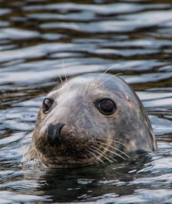 Close-up portrait of seal swimming in water