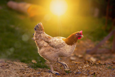 Close-up of a bird on field