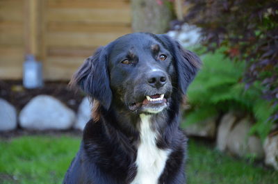 Close-up portrait of black dog