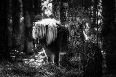 Horses on field in forest