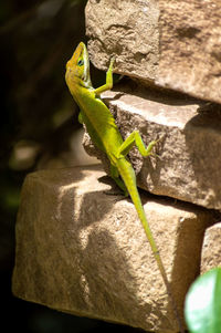 Close-up of lizard on rock