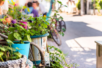 Close-up of potted plants in yard