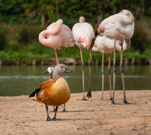 Duck with flamingos behind it