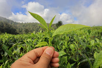 Cropped image of person holding plant against sky