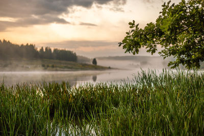Tall grass and three branch on riverside at summer morning foggy sunrise