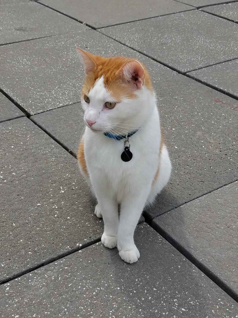 HIGH ANGLE VIEW OF WHITE CAT SITTING ON FOOTPATH