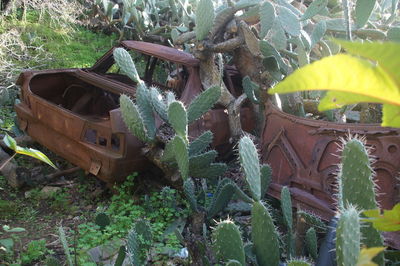 Abandoned car on field