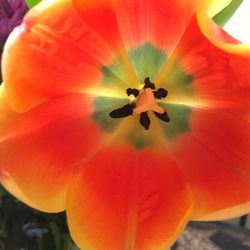 Close-up of orange hibiscus