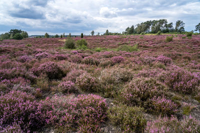 Pink flowering plants on field against sky