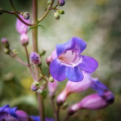 Close-up of purple flowers blooming outdoors