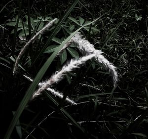 Close-up of lizard on grass