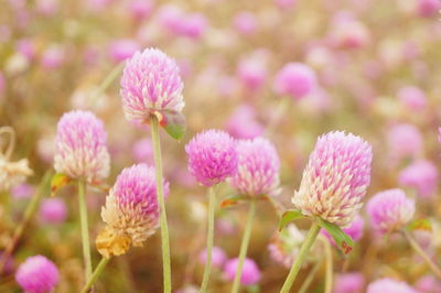 Close-up of pink flowering plants on field