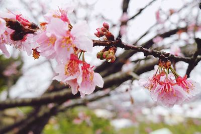 Close-up of pink flowers on branch