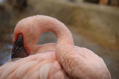 Close-up of bird