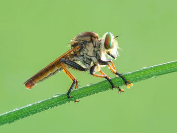 Close-up of insect on leaf