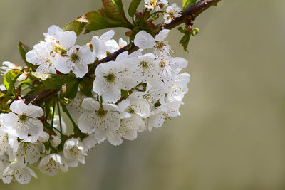 Close-up of cherry blossoms in spring