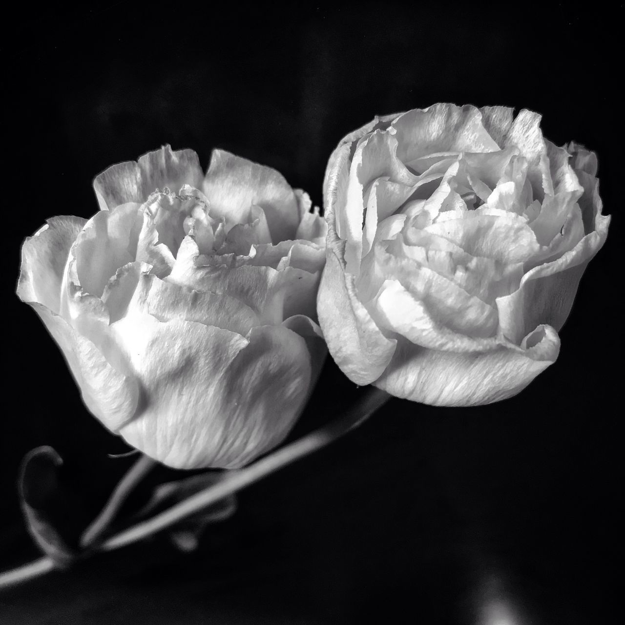 CLOSE-UP OF WHITE ROSES