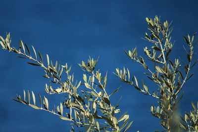 Low angle view of plants against blue sky