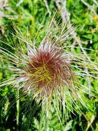 Close-up of flowering plant on field