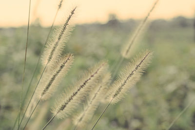 Close-up of stalks against blurred background