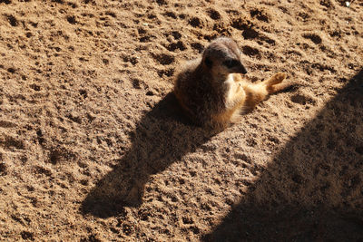 Shadow of a meerkat on sand