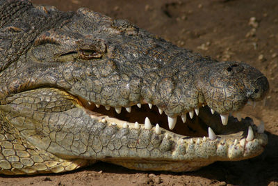 Close-up of crocodile