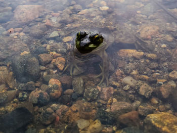 High angle view of turtle in sea