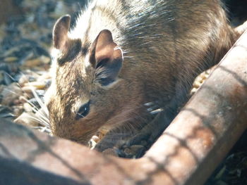 Close-up of a sleeping