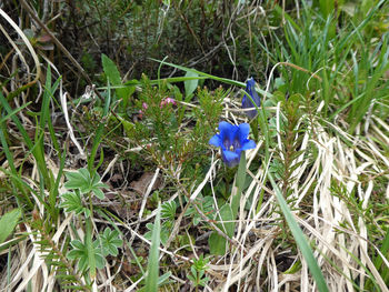 High angle view of purple flowering plant on field