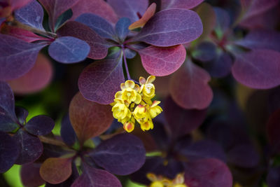 Close-up of a group of yellow barberry with purple leaves