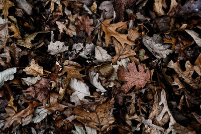 High angle view of dry maple leaves on land