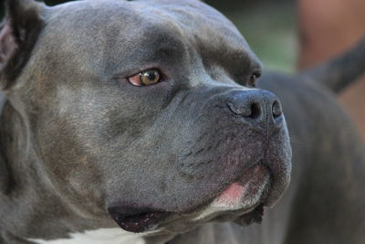 Close-up portrait of a dog