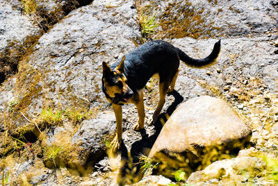 Dog with shadow on tree