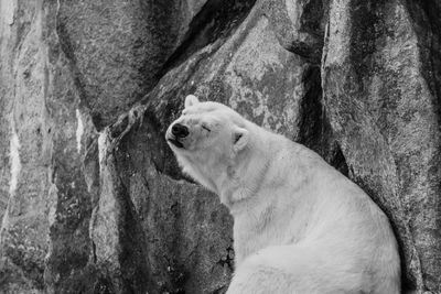 Close-up of dog on rock