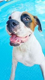 Close-up of a dog looking away