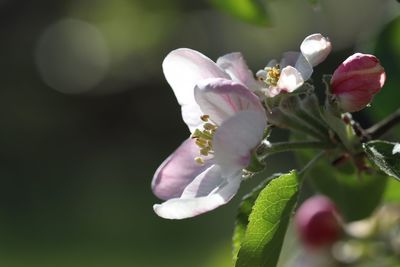 Close-up of pink flowering plant