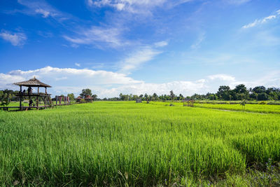 Scenic view of agricultural field against sky