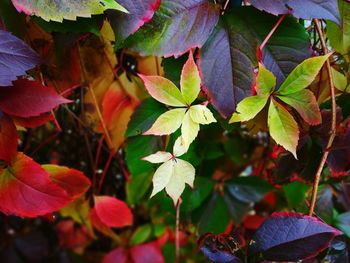 Close-up of leaves on plant