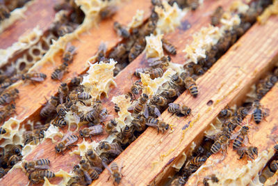 Close-up of bee on wood