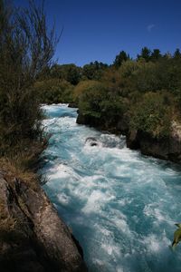 View of calm river against trees