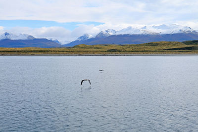 Pair of seagulls flying on beagle channel with flock of penguins on island, ushuaia, argentina
